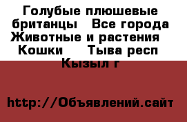 Голубые плюшевые британцы - Все города Животные и растения » Кошки   . Тыва респ.,Кызыл г.